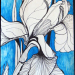 Iris on Blue Background