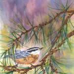 red-breasted-nuthatch